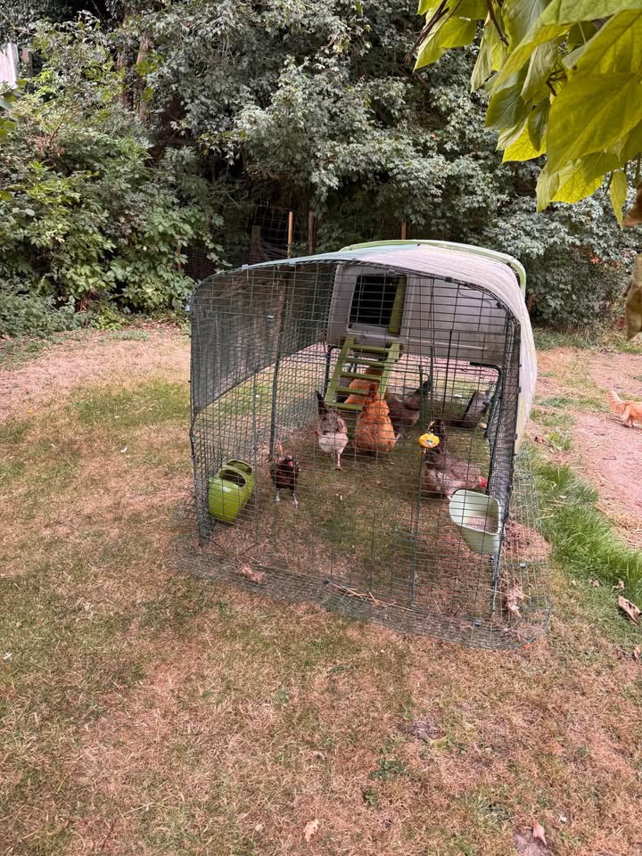 Used Omlet Eglu Cube With Hens in Run